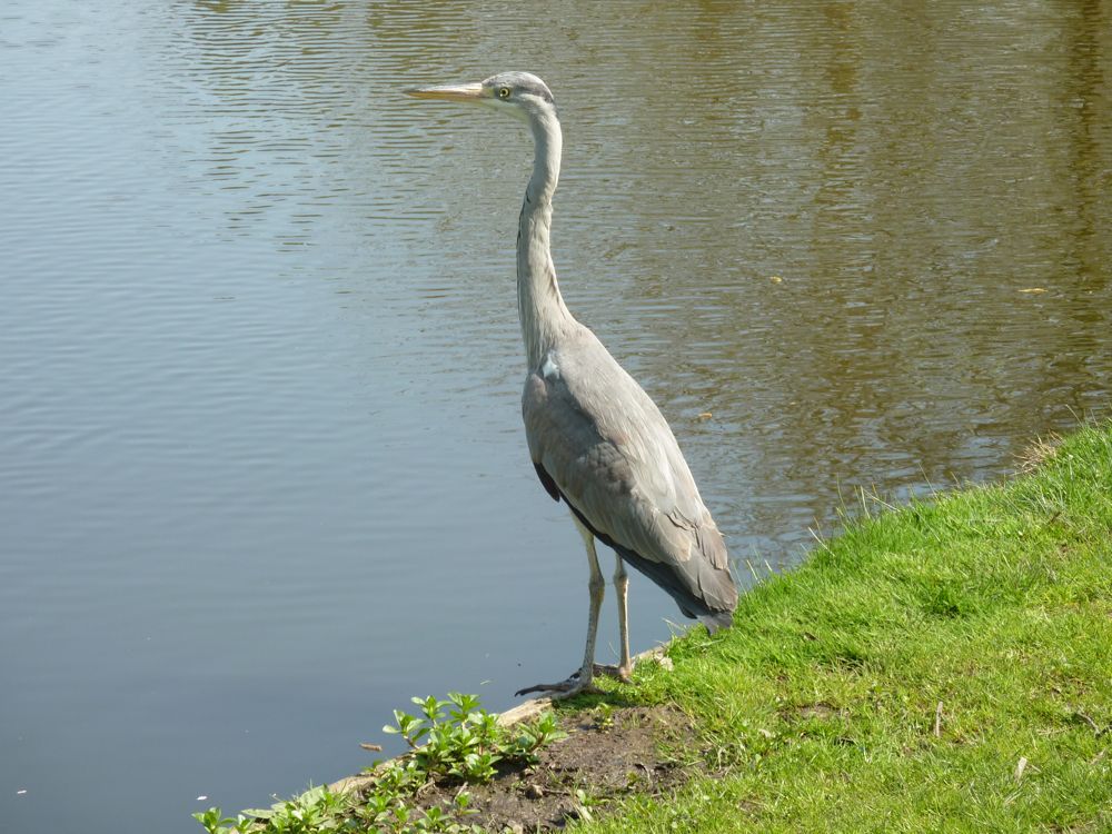 110418 Vondelpark, Amsterdam - 01